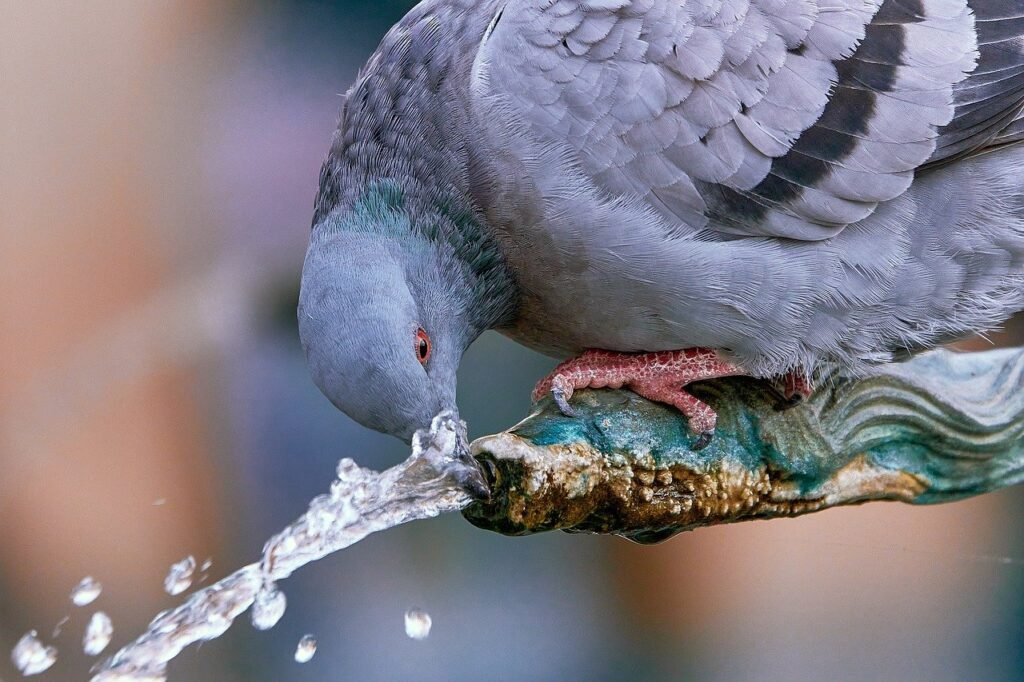 dove, bird, fountain, water