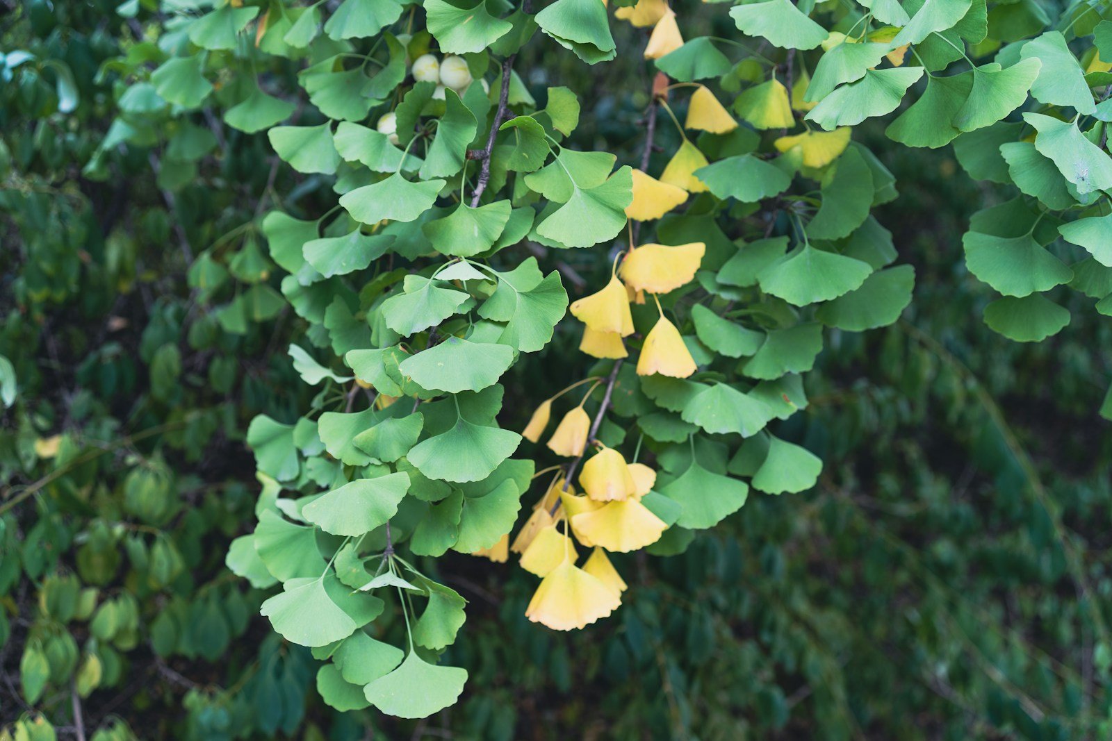 Ginkgo Biloba